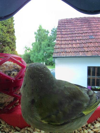Grünfink im Futterhäuschen