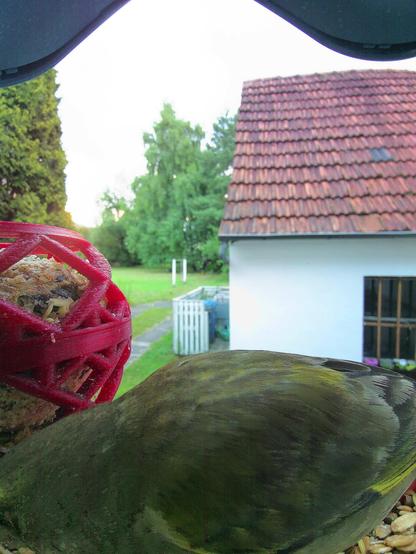 Grünfink im Futterhäuschen