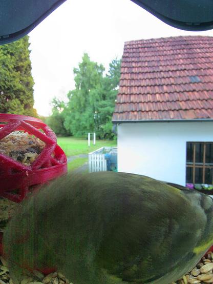 Grünfink im Futterhäuschen