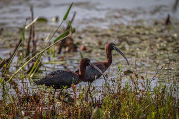 A pair of Glossy Ibis in profile walking through a marsh, surrounded by various types of plants.
