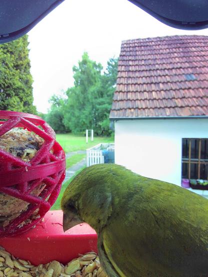 Grünfink im Futterhäuschen