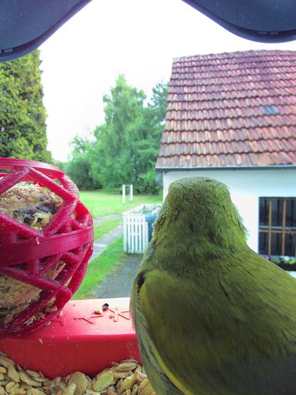 Grünfink im Futterhäuschen