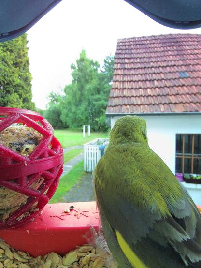 Grünfink im Futterhäuschen