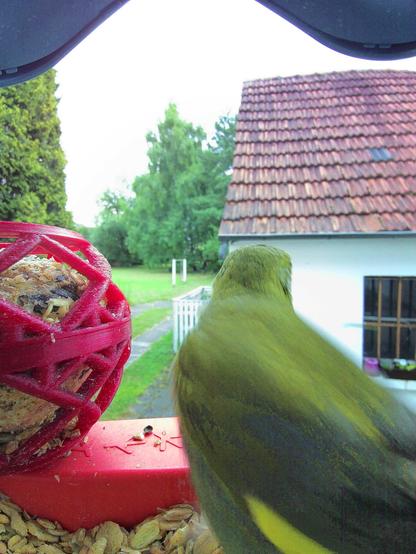 Grünfink im Futterhäuschen