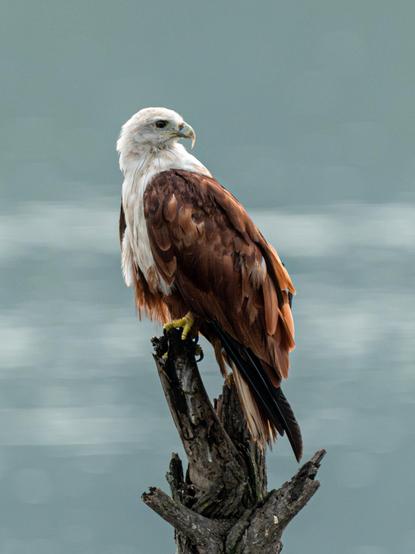 A Kite (Haliastur Indus) perched on a leafless tree. The background is out of focus bokeh of water in the lake. 
