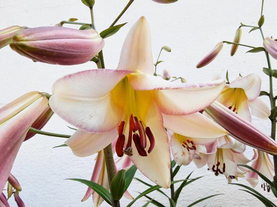 Big white flowers 