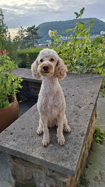 heller Pudel auf einer niedrigen Mauer vor einem bewaldeten Tafelberg.