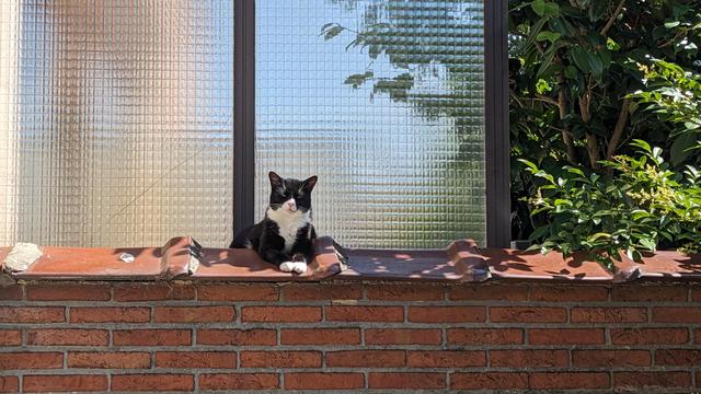 A black-and-white cat sitting and chilling on a fence in the sun
