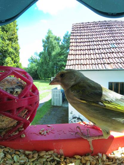 Grünfink im Futterhäuschen
