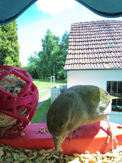 Grünfink im Futterhäuschen