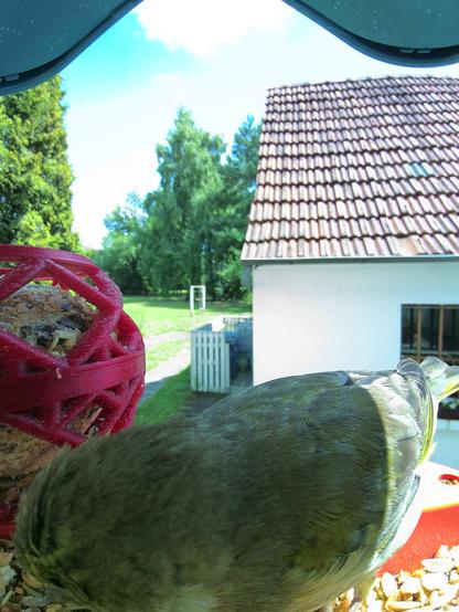 Grünfink im Futterhäuschen