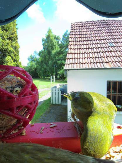 Grünfink im Futterhäuschen