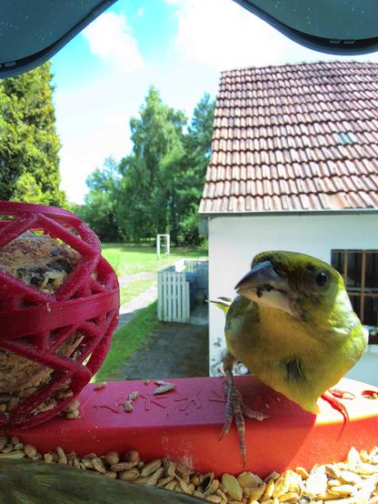 Grünfink im Futterhäuschen