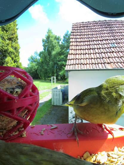 Grünfink im Futterhäuschen