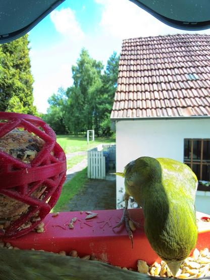 Grünfink im Futterhäuschen