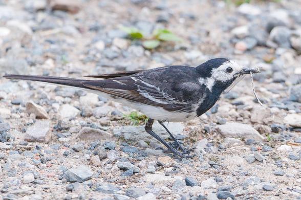 A Pied Wagtail standing on a sandy gravel path, hanging from the bill is a Damselfly.