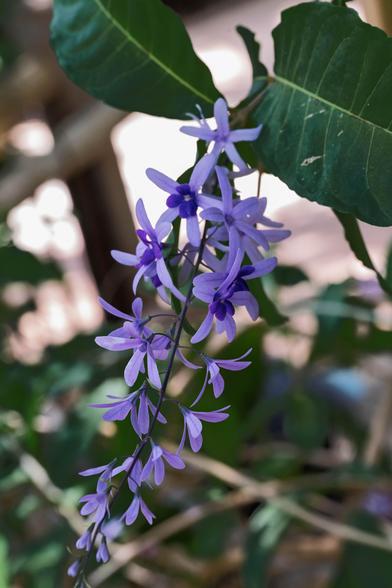 A cascading spray of delicate purple flowers on a vine, surrounded by large green leaves in soft background blur. Each star-shaped bloom displays five slender petals with a deeper purple center.