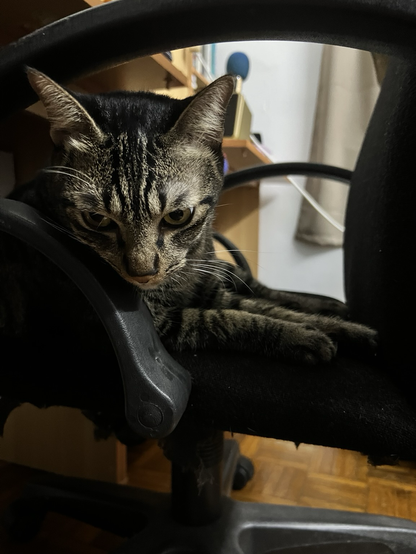 Black-greyish tabby cat sitting on a black chair, looking down into the camera