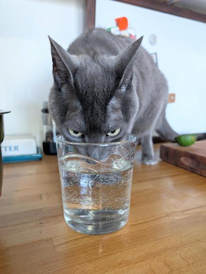 A cute but malevolent gray cat drinks from a glass of water on top of a table, glowering directly at the camera