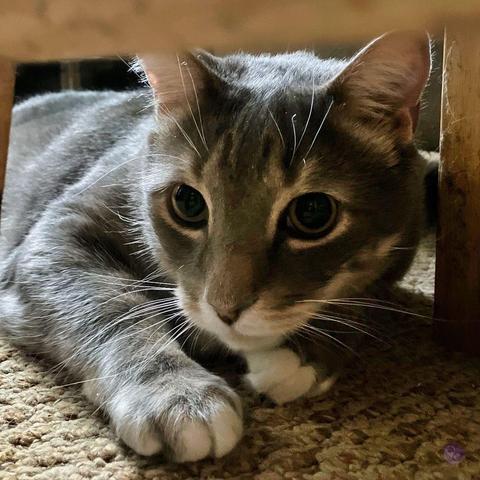 A gray tabby teen cat, with kitten roundness still in his face, peeks into the space under furniture, framed by light wood and pale carpet. His body in sunlight but his face in shadow, emphasizing the white around his eyes and jaw.