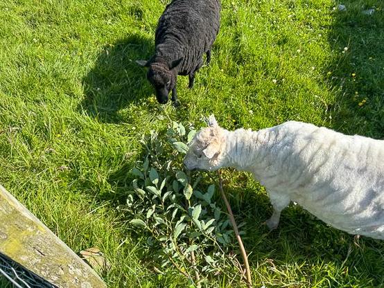 Sheep eating willow