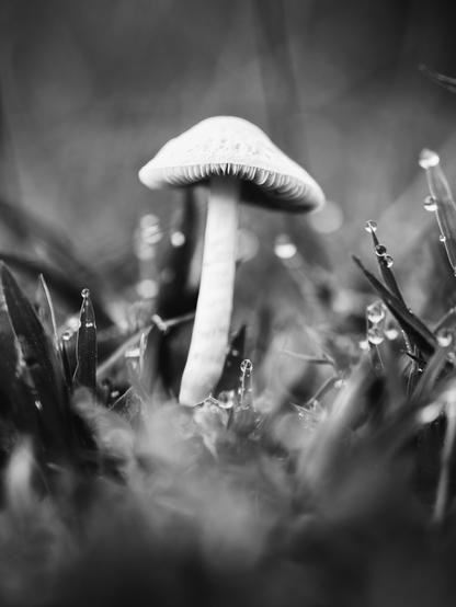 A tiny mushroom standing tall against grasses with dew drops. The photo is in black and white 