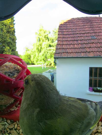 Grünfink im Futterhäuschen