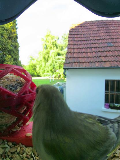 Grünfink im Futterhäuschen