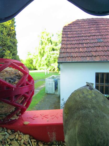 Grünfink im Futterhäuschen