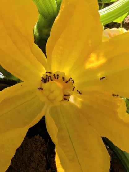 A blooming yellow squash flower with many ants feeding on nectar in the center