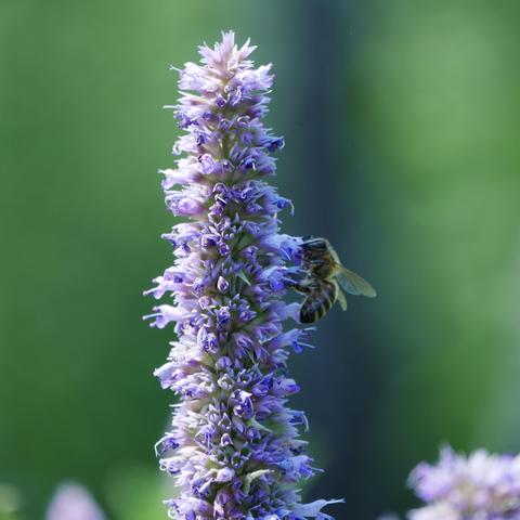 A closeup photo of a single honey bee on a large stalk of clustered flowers that are purple-ish in color. The bee is on the right side facing up as viewed. The background is out of focus green.