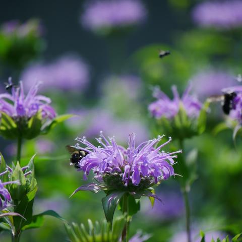 A photo highlighting a single pink bee balm flower in the center with a bee on the back left side. There are 3 other 'bees' in the background. Possibly a mason bee on the left that looks black and shiny, maybe another mason bee upper right, and a bumble bee on the very right edge.