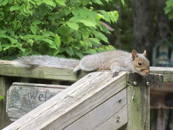 A squirrel lying flat on a deck railing in the heat. 