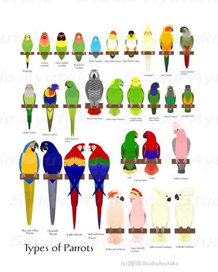 a digital poster of pet parrots species.