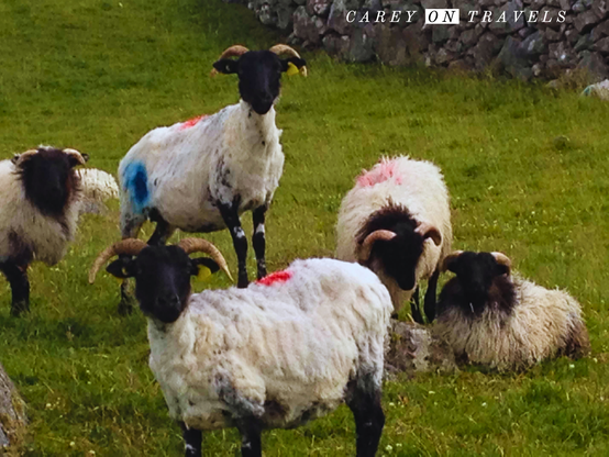 5 sheep marked with red and blue in Ireland