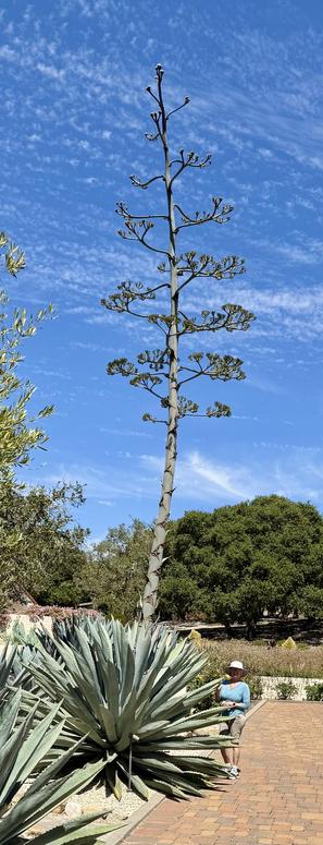 Agave plant with 30+ft tall flowering spike and a woman wearing a blue top and a hat standing by it for comparison.