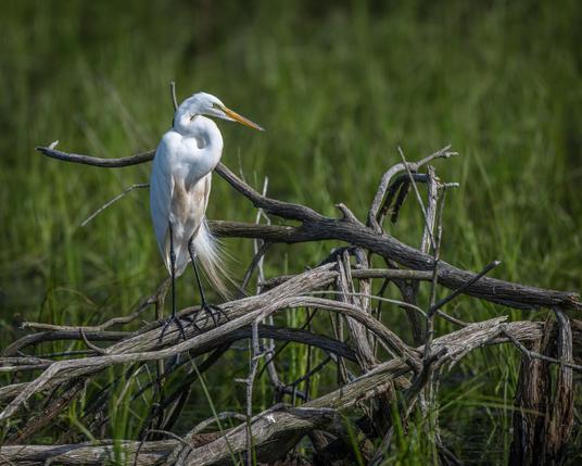 A Great Egret perched on a tangle of dead branches, surrounded by marsh grasses.
