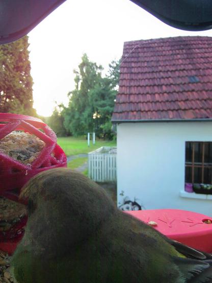Grünfink im Futterhäuschen