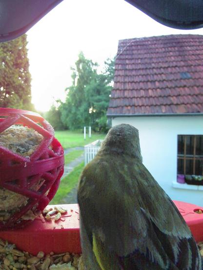 Grünfink im Futterhäuschen