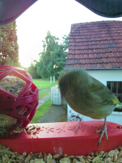 Grünfink im Futterhäuschen