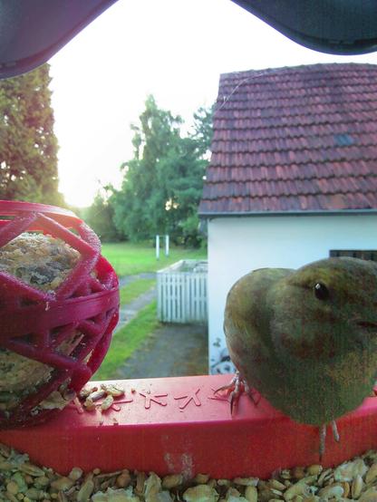 Grünfink im Futterhäuschen