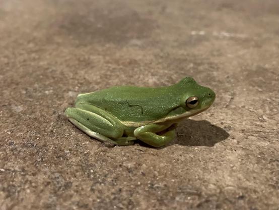 A lil froggy guy.