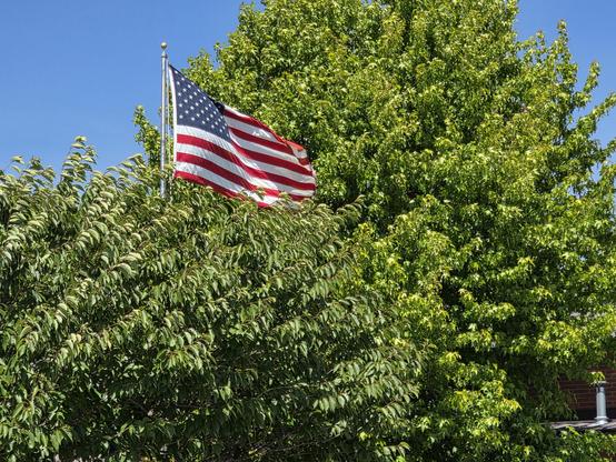 A still photograph of the American flag between two huge trees on Whidbey Island in Washington USA.