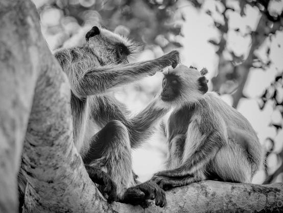 A Grey Langur mother grooming its child on top of tree.