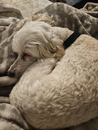 Small white dog, fast asleep on my lap.