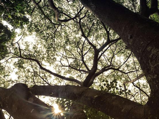 Looking up at the leaves and branches of a tree from the trunk, with the sun beginning to appear from behind a branch