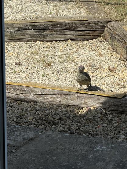 A European woodpecker sitting on an old wooden railway sleeper. It doesn’t have the usual bright green coat. More grey really with white spots on underbelly. It does have the distinctive red top to its head though.
