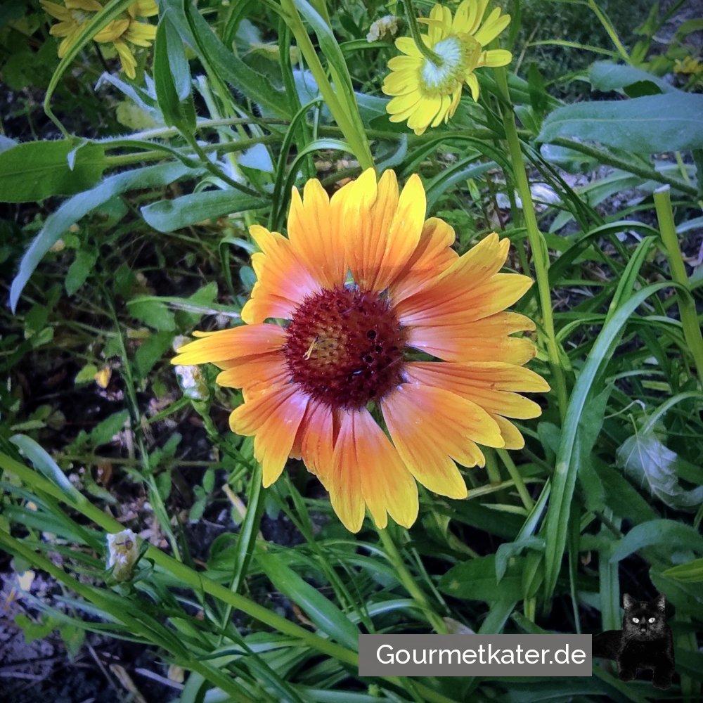 Im Garten