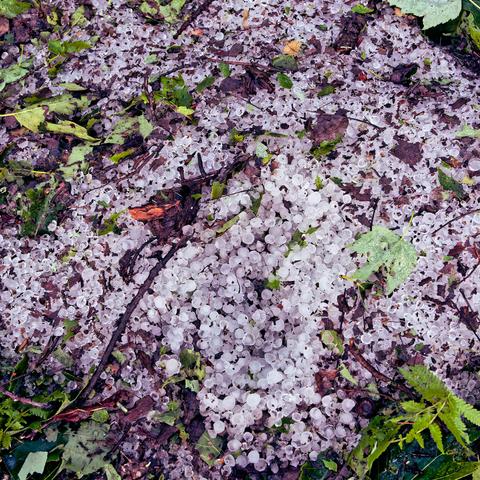 A pile of natural ice pellets with a few twigs