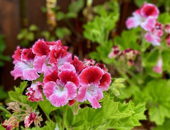 Pink flowers